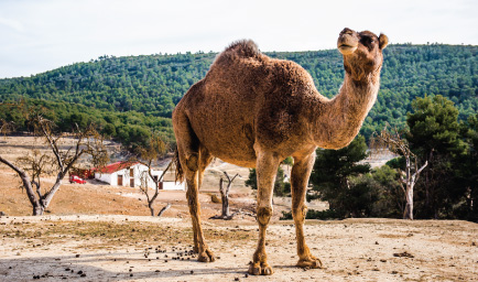 Εκδρομή Λυκείου στο πάρκων καμήλων στο Μαζωτό και στη Λάρνακα